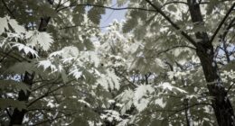 850nm infrared wavelength