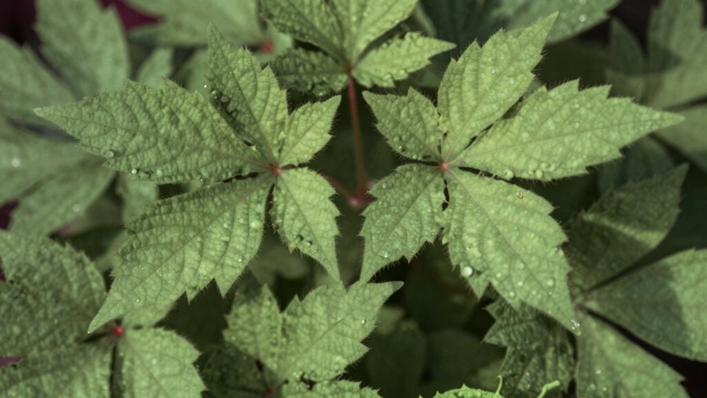 enhances growth and vitality